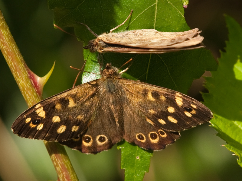 Pararge aegeria Bont Zandoogje Speckled Wood